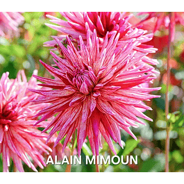 DALIA ALAIN MIMOUN (TUBERCULO)