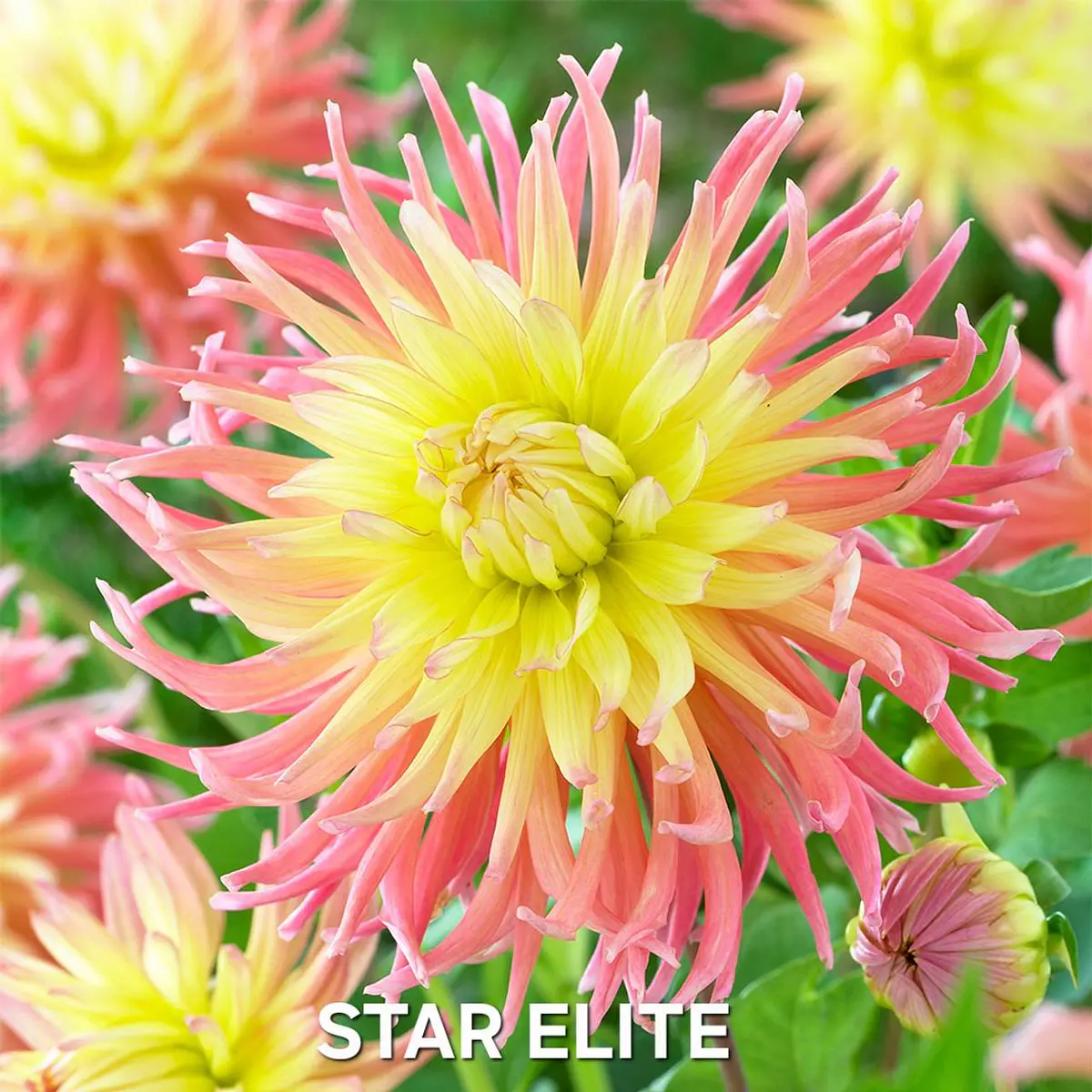 DALIA STAR ELITE (TUBERCULO)