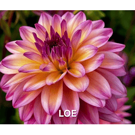 DALIA LOE (TUBERCULO)