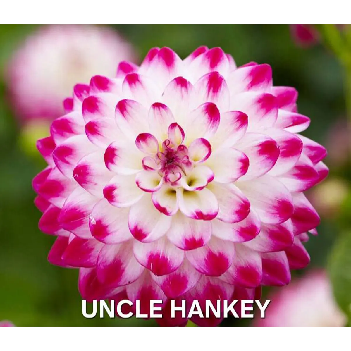 DALIA UNCLE HANKEY (TUBERCULO)