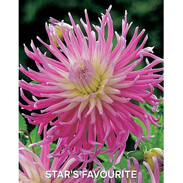 DALIA STAR'S FAVOURITE (TUBERCULO)