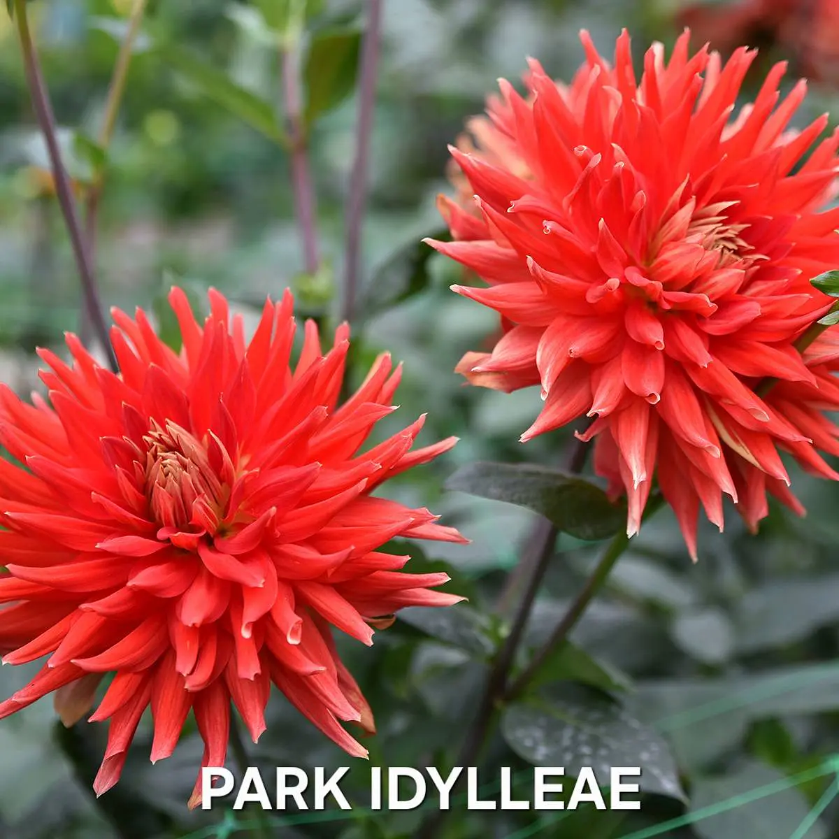 DALIA PARK IDYLLEAE (TUBERCULO)