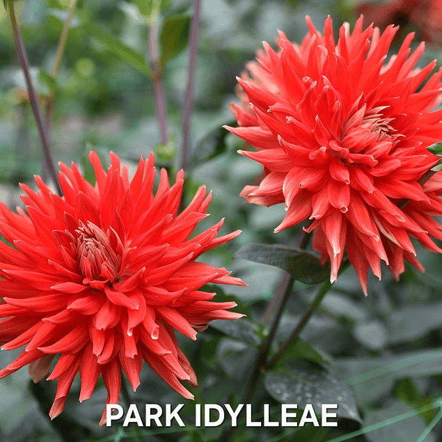 DALIA PARK IDYLLEAE (TUBERCULO)