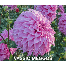 DALIA VASSIO MEGGOS (TUBERCULO)