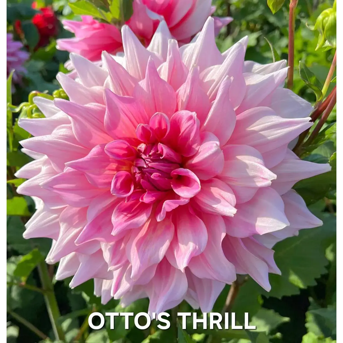 DALIA OTTO'S THRILL (TUBERCULO)