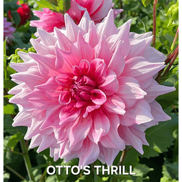DALIA OTTO'S THRILL (TUBERCULO)