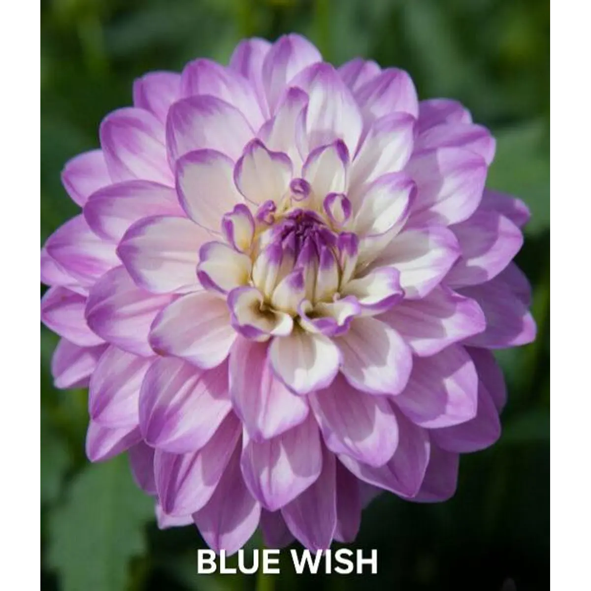 DALIA BLUE WISH (TUBERCULO)
