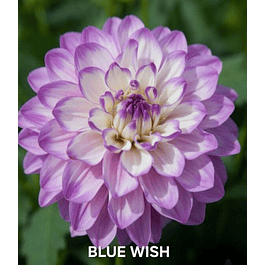 DALIA BLUE WISH (TUBERCULO)