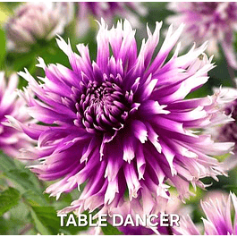 DALIA TABLE DANCER (TUBERCULO)