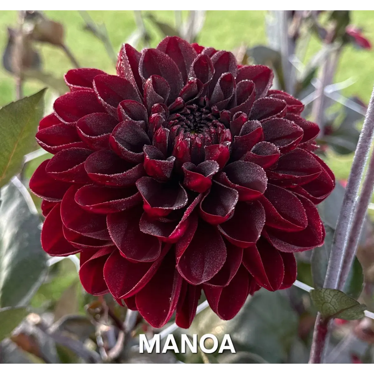 DALIA MANOA (TUBERCULO)