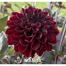 DALIA MANOA (TUBERCULO)