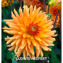 DALIA LUDWIG HELFERT (TUBERCULO)