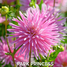 DALIA PARK PRINCESS (TUBERCULO)