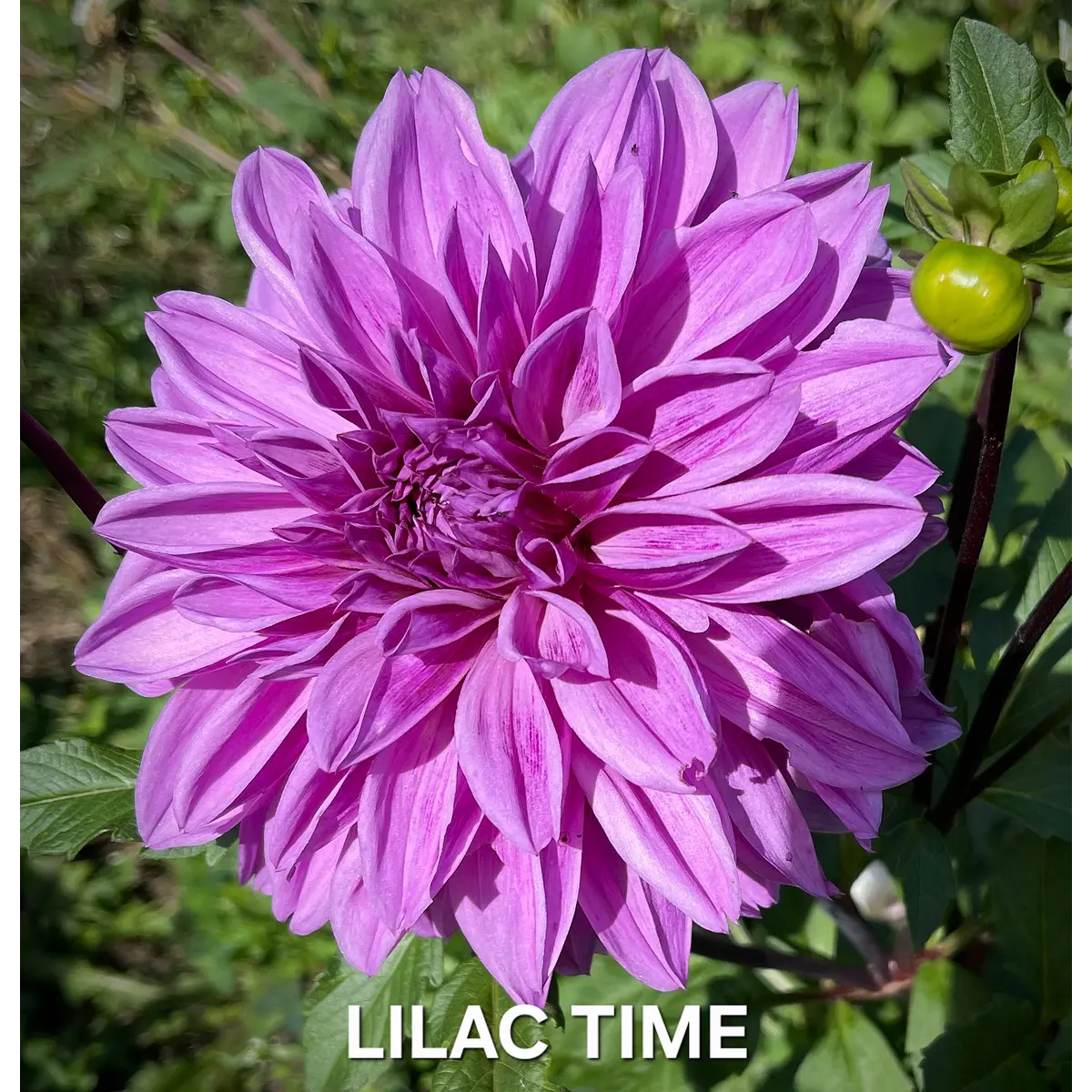DALIA LILAC TIME (TUBERCULO)