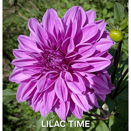 DALIA LILAC TIME (TUBERCULO)