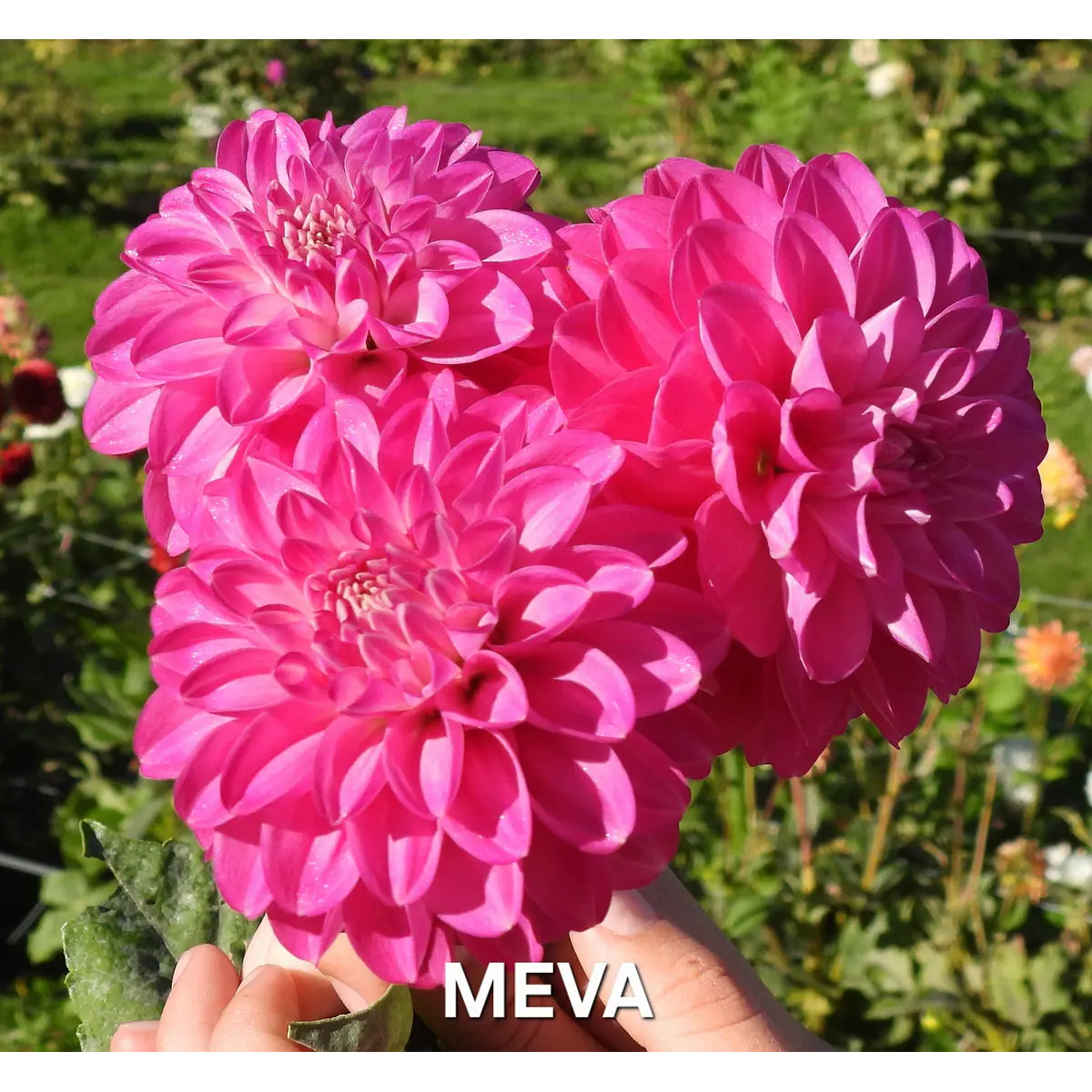 DALIA MEVA (TUBERCULO)