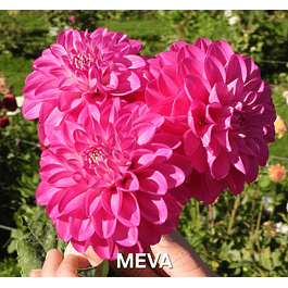 DALIA MEVA (TUBERCULO)