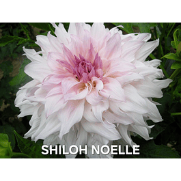 DALIA SHILOH NOELLE (TUBERCULO)