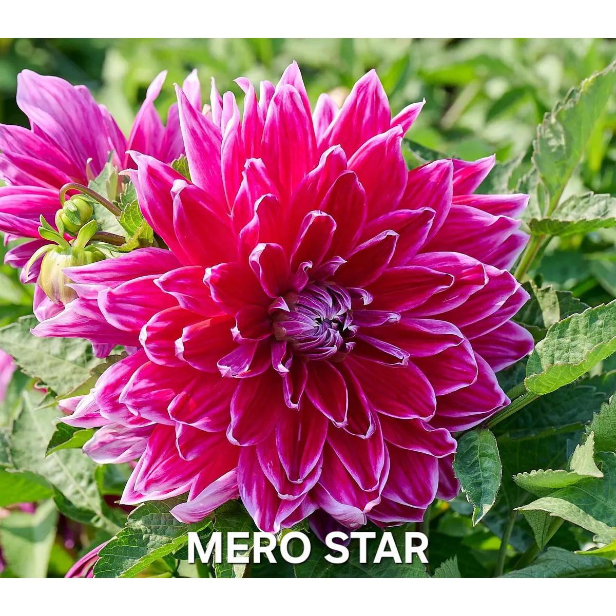 DALIA MERO STAR (TUBERCULO)