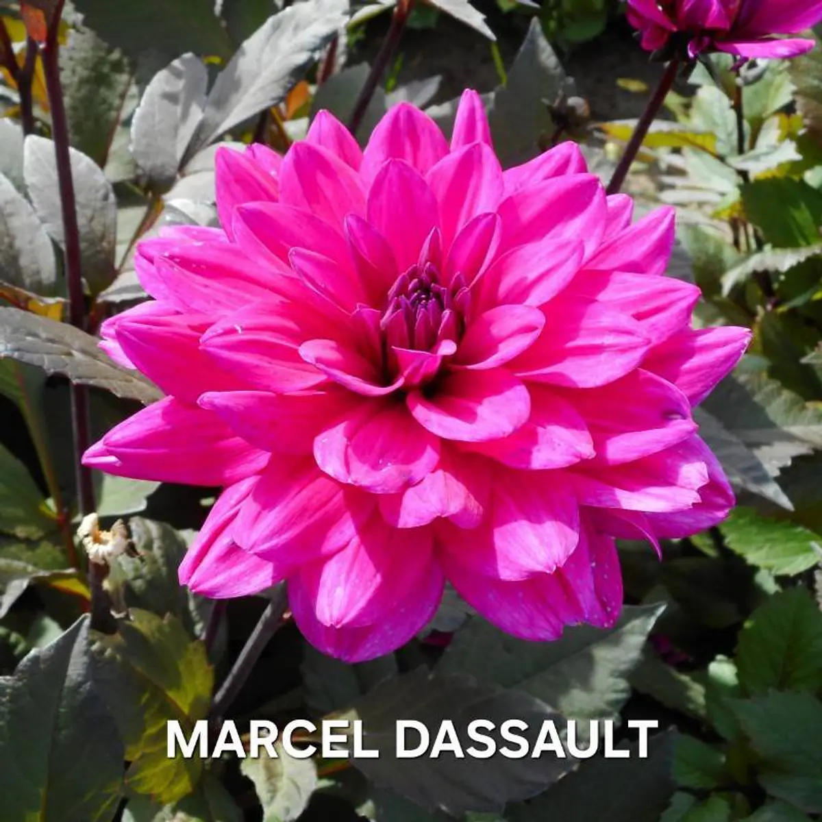 DALIA MARCEL DASSAULT (TUBERCULO)