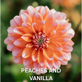 DALIA PEACHES AND VANILLA (TUBERCULO)