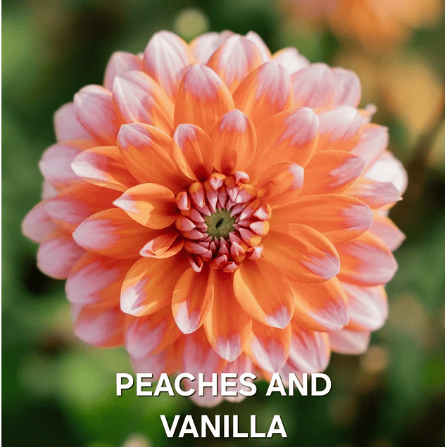 DALIA PEACHES AND VANILLA (TUBERCULO)