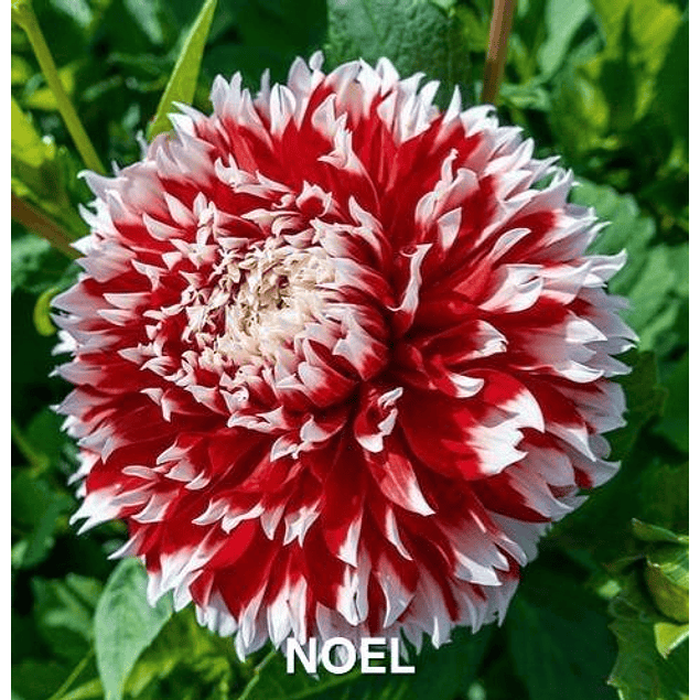 DALIA NOEL (TUBERCULO)
