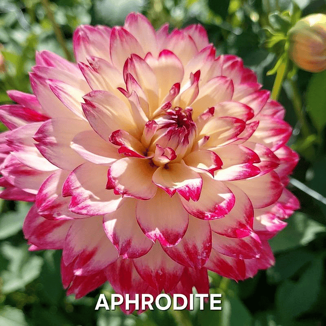 DALIA APHRODITE (TUBERCULO)