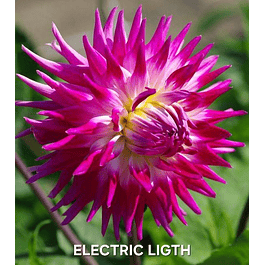 DALIA ELECTRIC LIGHT (TUBERCULO)