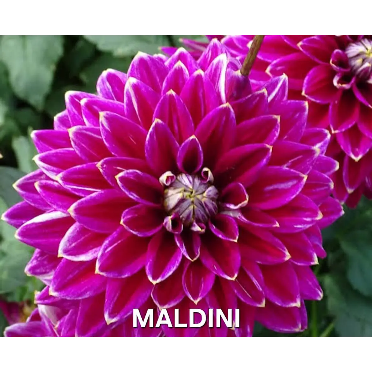 DALIA MALDINI (TUBERCULO)