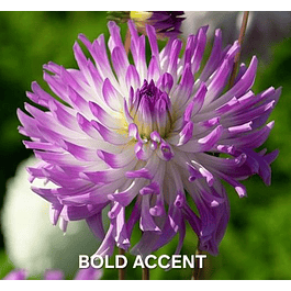 DALIA BOLD ACCENT (TUBERCULO)
