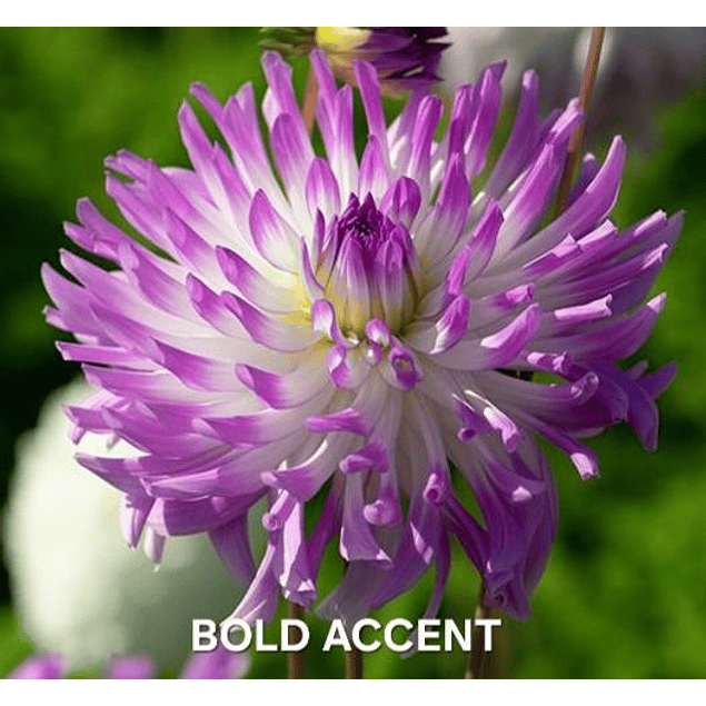 DALIA BOLD ACCENT (TUBERCULO)