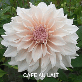 DALIA CAFE AU LAIT (TUBERCULO)