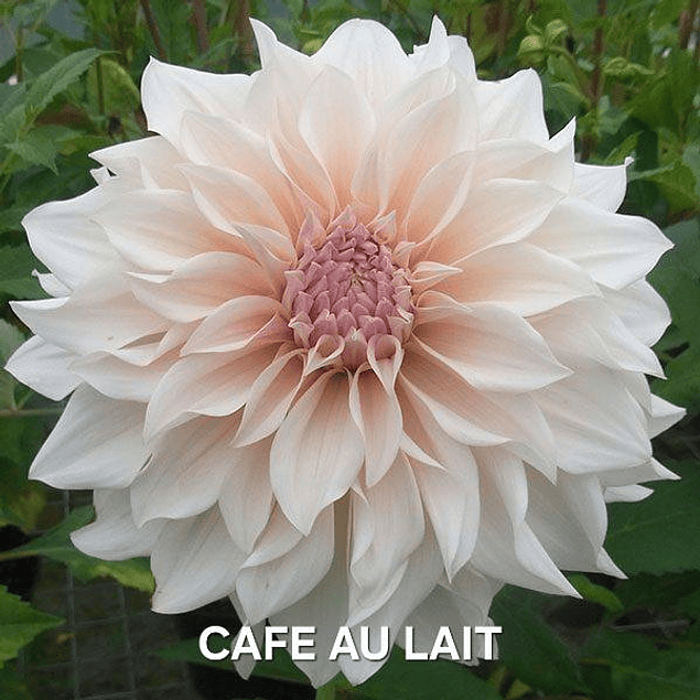 DALIA CAFE AU LAIT (TUBERCULO)