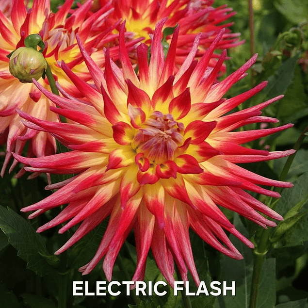 DALIA ELECTRIC FLASH (TUBERCULO)