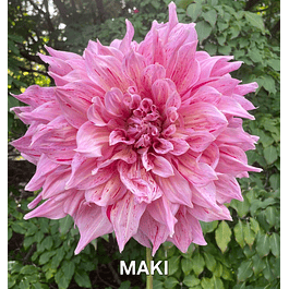 DALIA MAKI (TUBERCULO)