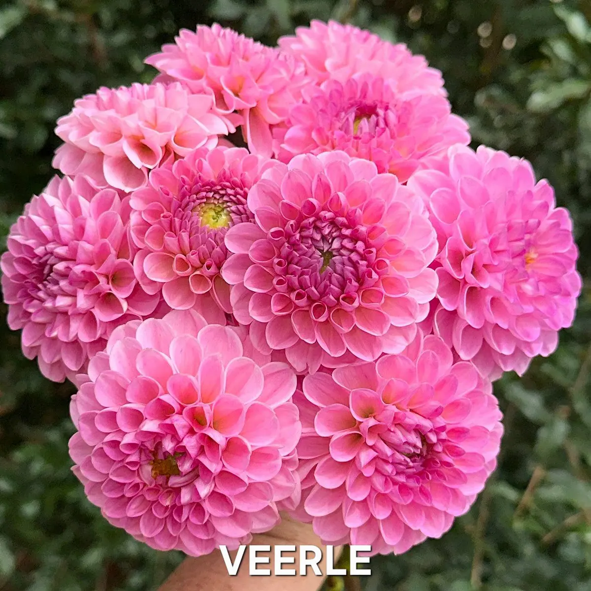 DALIA VEERLE (TUBERCULO)