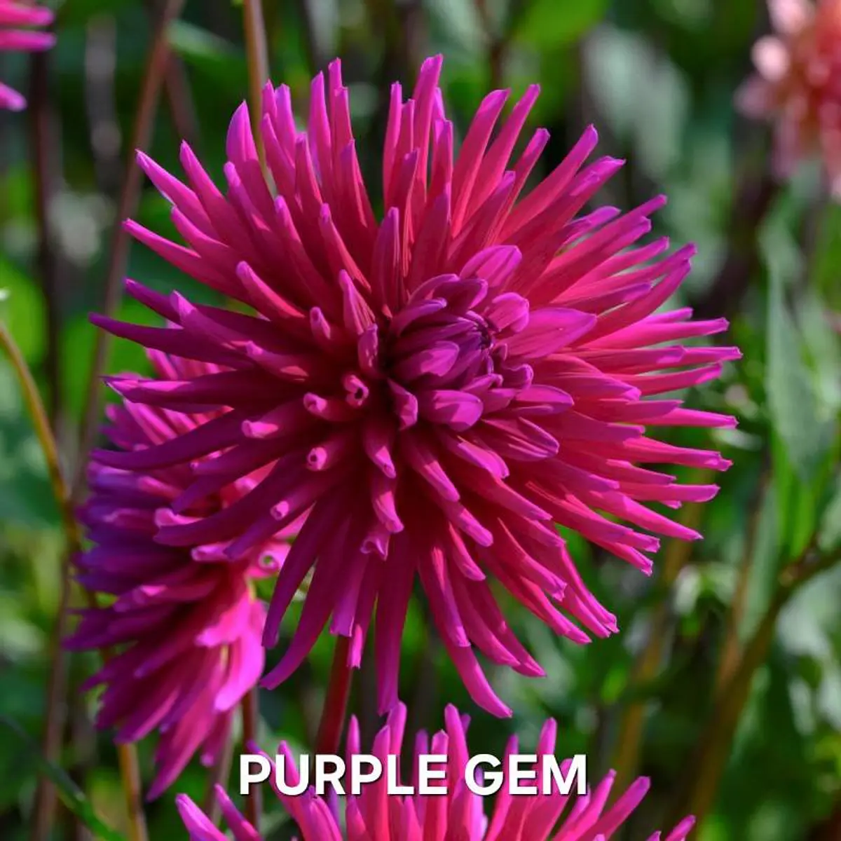 DALIA PURPLE GEM (TUBERCULO)