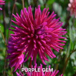 DALIA PURPLE GEM (TUBERCULO)