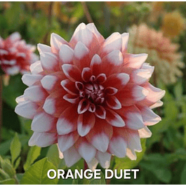 DALIA ORANGE DUET (TUBERCULO)