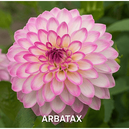 DALIA ARBATAX (TUBERCULO)