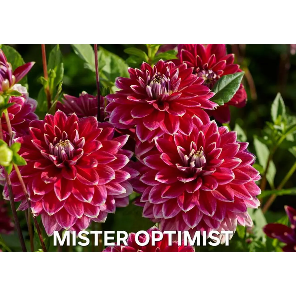 DALIA MISTER OPTIMIST (TUBERCULO)