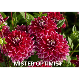 DALIA MISTER OPTIMIST (TUBERCULO)