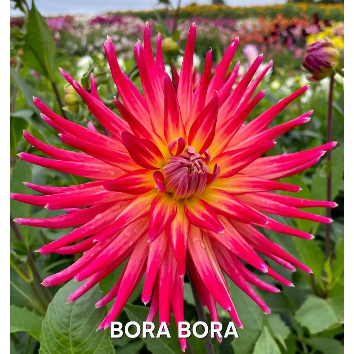 DALIA BORA BORA (TUBERCULO)