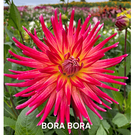 DALIA BORA BORA (TUBERCULO)