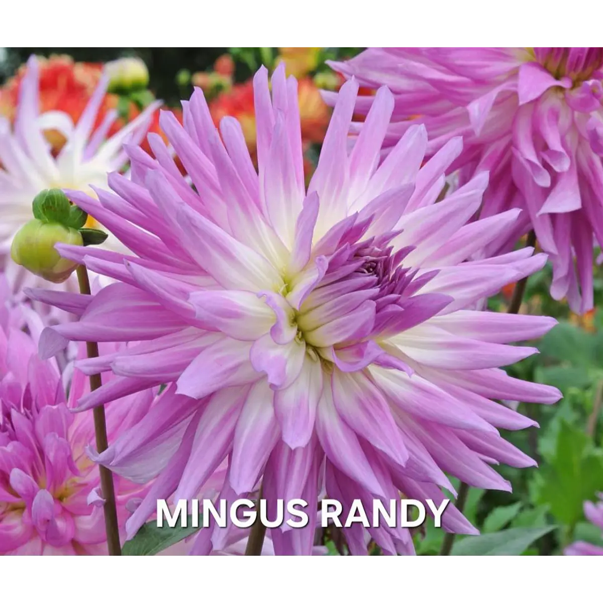 DALIA MINGUS RANDY (TUBERCULO)