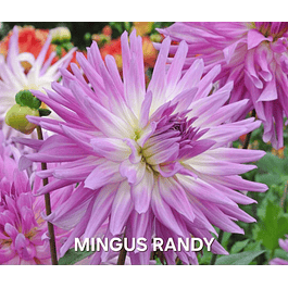DALIA MINGUS RANDY (TUBERCULO)