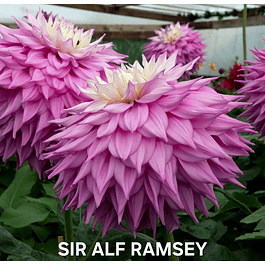 DALIA SIR ALF RAMSEY (TUBERCULO)
