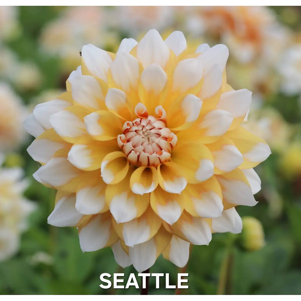 DALIA SEATTLE (TUBERCULO)