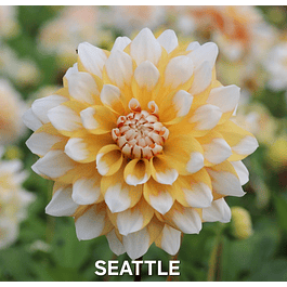 DALIA SEATTLE (TUBERCULO)
